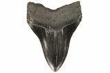 Fossil Megalodon Tooth - Georgia #80059-2